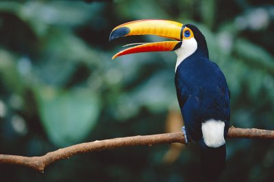 Tucano