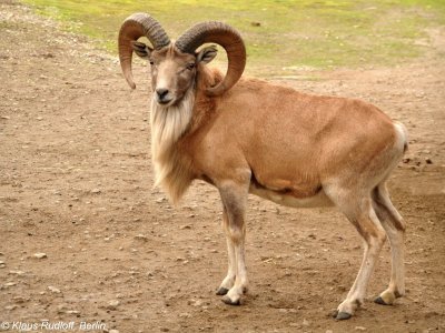 Urial