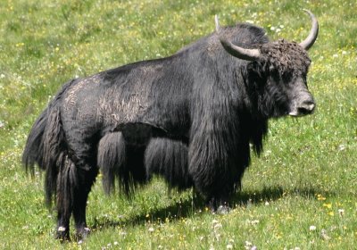 Yak