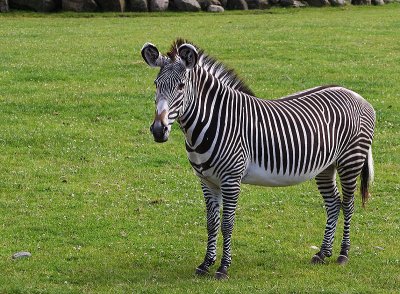 Zebra