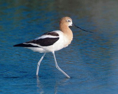 Avocetta