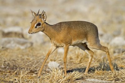 Dik dik