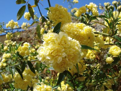 Flores al inicio de la primavera