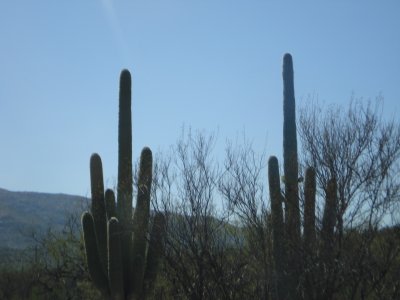 sahuaros