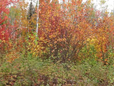 Fall colours - beautiful time of year