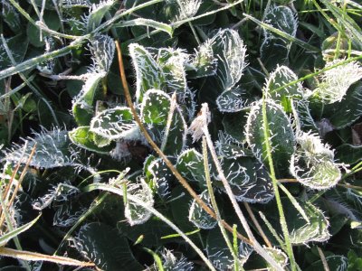 Frosty weeds even look nice