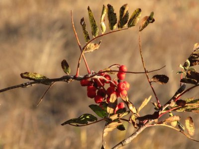 Frosty berries