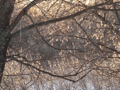 Ice on branches Christmas eve day