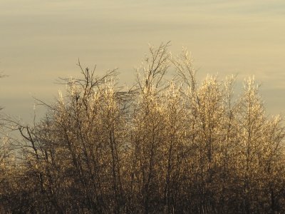 Icy trees at back of field Christmas eve day