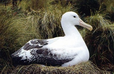 Albatro urlatore