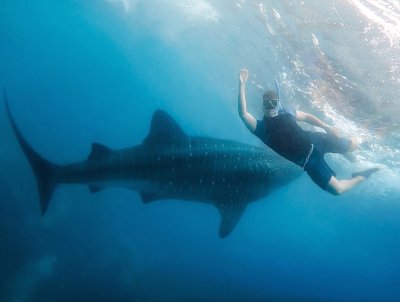 TiburÃ³n ballena y buzo