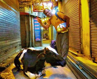 Sacred Cow in Delhii storage