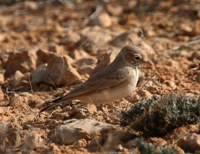 Allodola del deserto minore