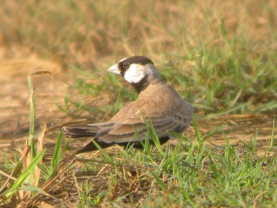 Allodola passero testanera