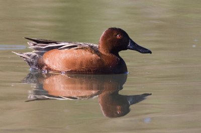 Anatra color cannella