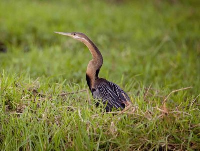 Aninga africana