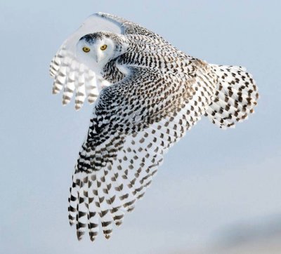 white owl