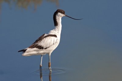 Avocetta