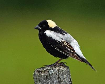 Bobolink