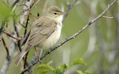 Canapino asiatico