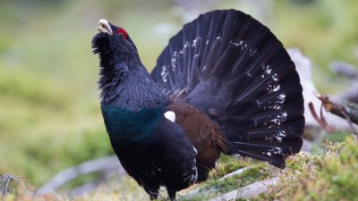 Capercaillie