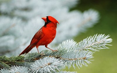 Cardinale rosso