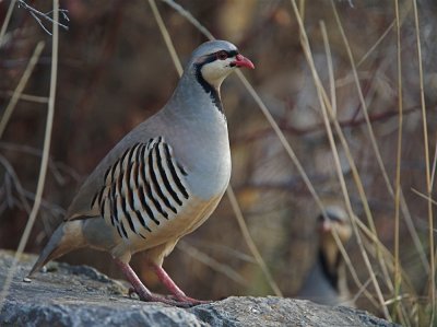 Chukar