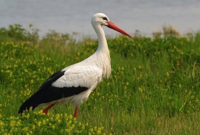 Cicogna bianca