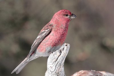 Ciuffolotto delle  pinete