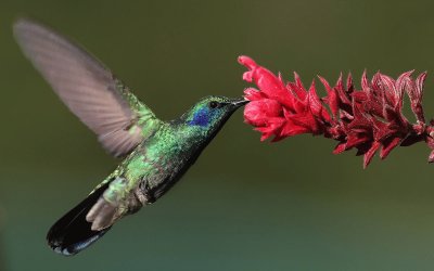 Colibri