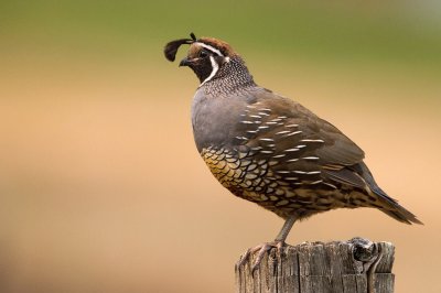 Colino della California