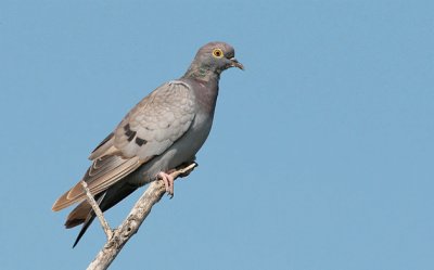 Colombella occhi gialli