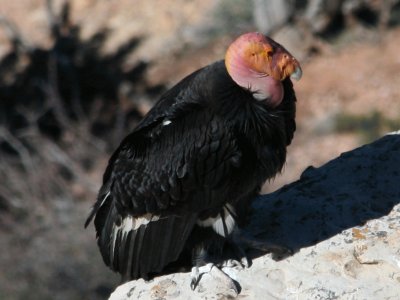 Condor della california