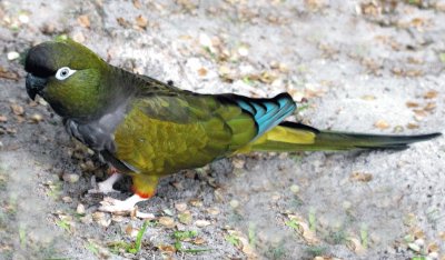 Conuro della patagonia