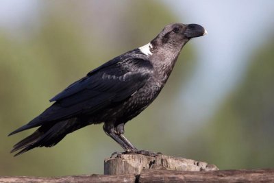 Corvo collo bianco africano