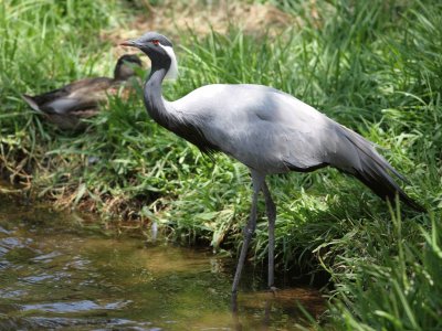 Damigella di numidia