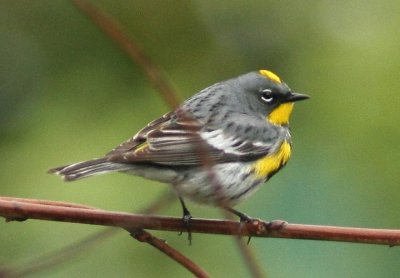 Dendroica coronata