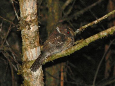 Egotalo della nuova caledonia