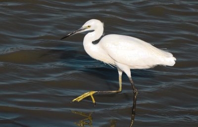 Egretta garzetta