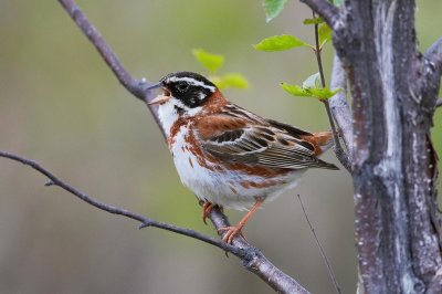 Emberiza