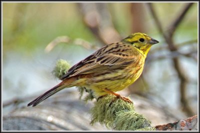 Emberiza citrinella