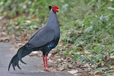 Fagiano siamese fireback