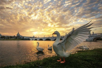 å‹•ç‰©èˆ‡é¢¨æ™¯