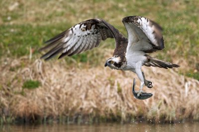 Falco pescatore