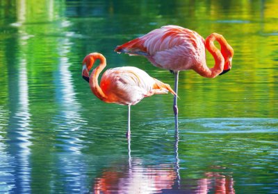 Fenicottro rosa al trasimeno