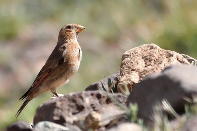 Fringuello alicremisi africano