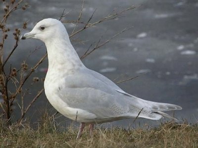 Gabbiano d 'Islanda