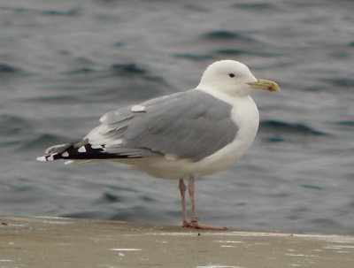 Gabbiano pontico