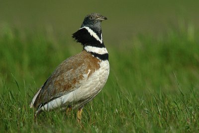 Gallina prataiola