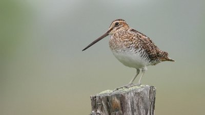 Gallinago delicata